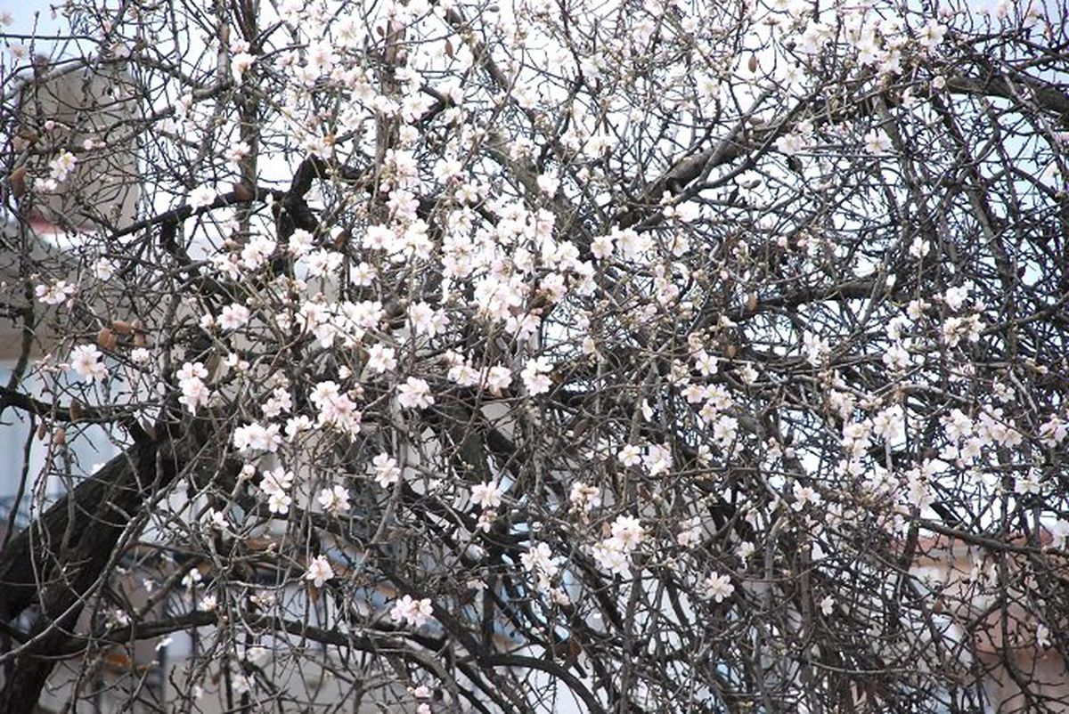 Kocaeli\'de Erken Bahar