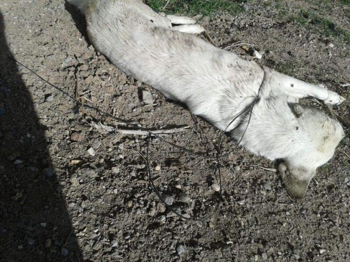Köpeği Köprünün Demirlerine Asıp Ölüme Terk Ettiler