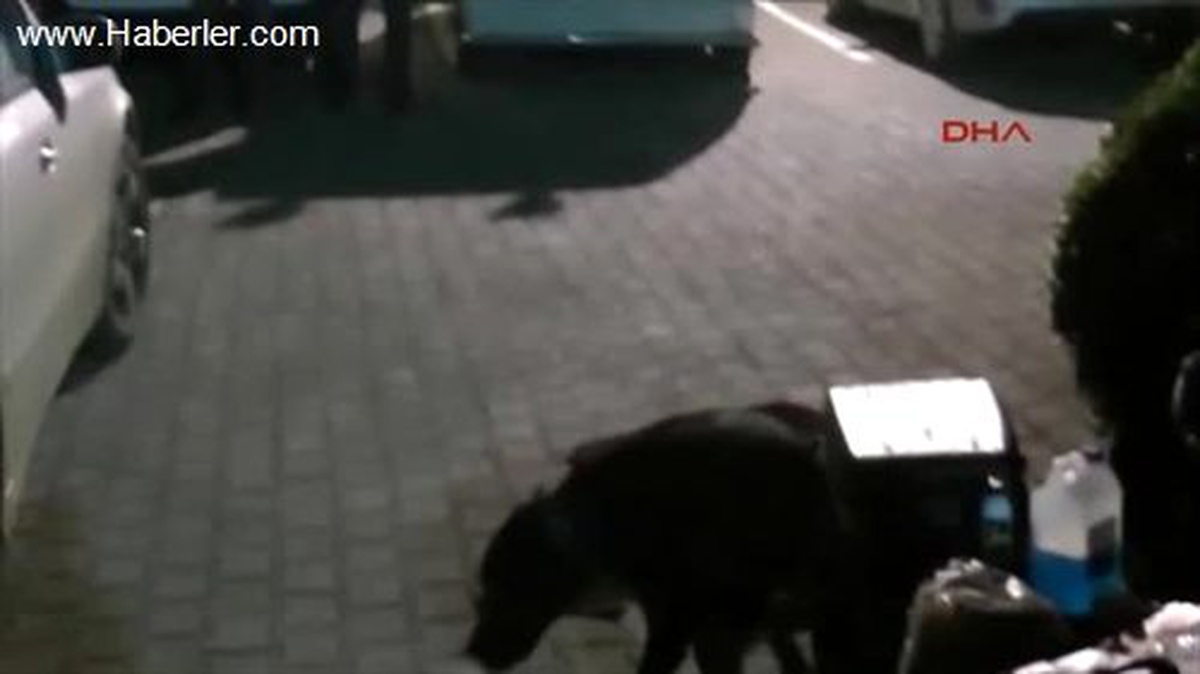Narkotik Köpeği Dark 11 Kilo Eroini Otomobilin Zulasında Böyle Buldu