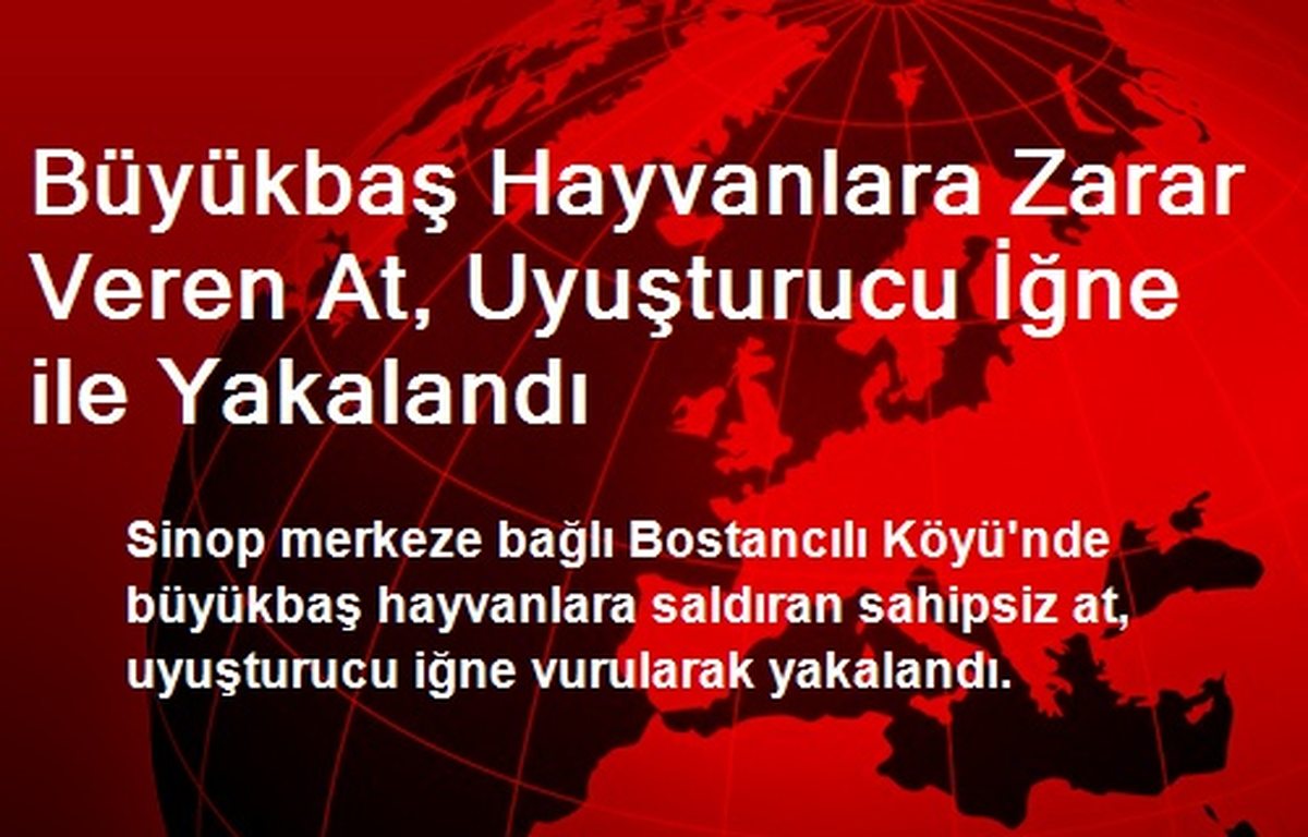 Büyükbaş Hayvanlara Zarar Veren At, Uyuşturucu İğne ile Yakalandı