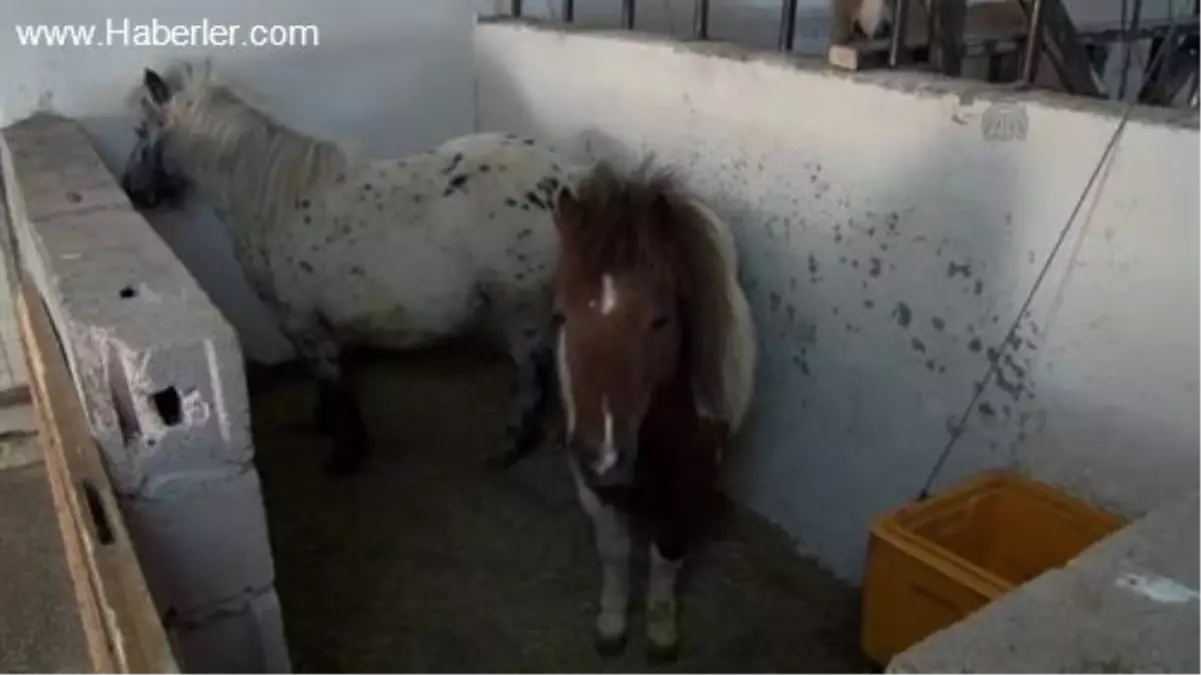 Adalet Bakanlığı\'nın "kadrolu" atları -