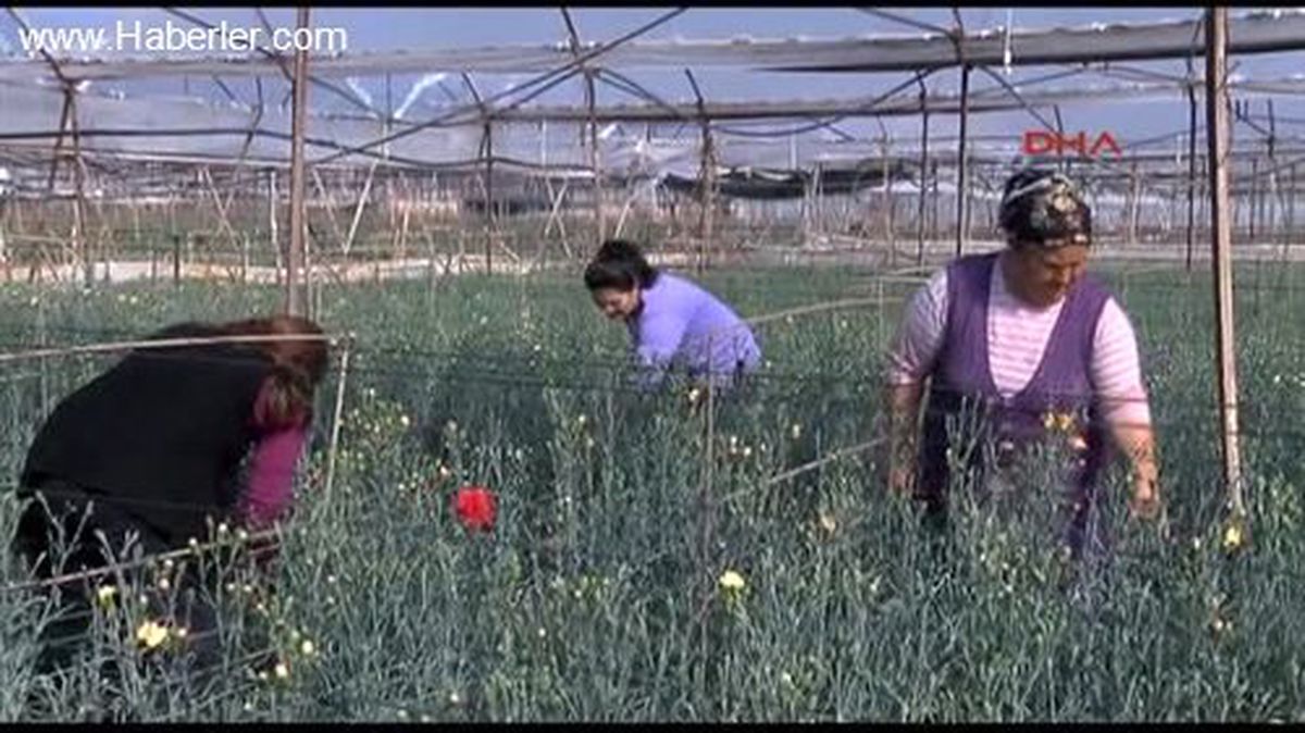 Adaylar Seçmeni Çiçekle Kazanacak