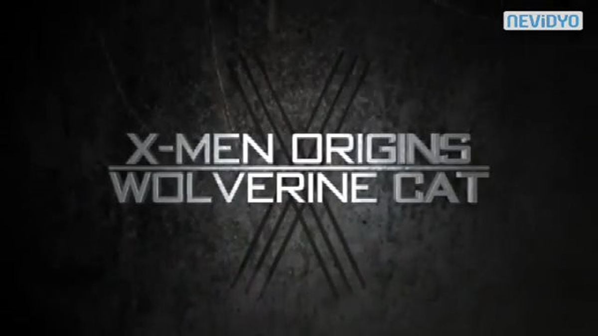 Böyle Olur Wolverine\'nin Kedisi