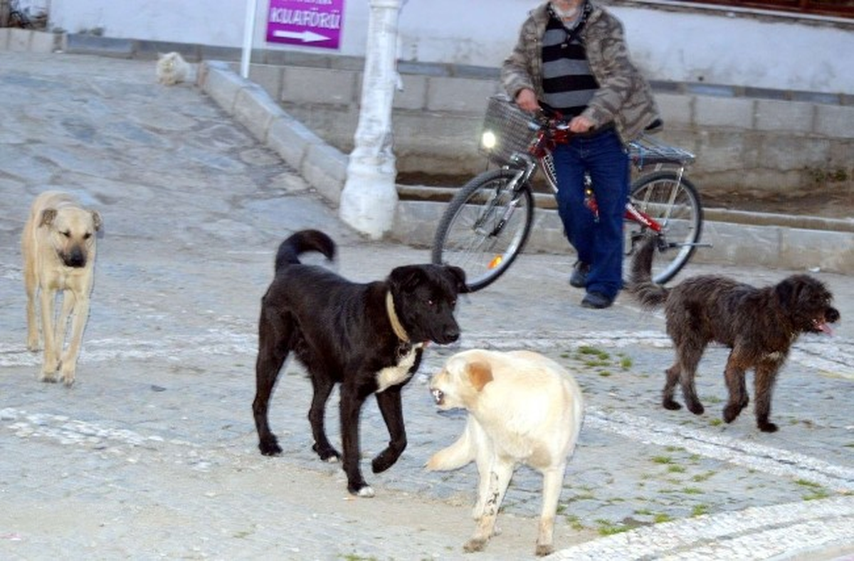 Edremit\'te Başı Boş Köpekler 15 Kişiyi Isırdı