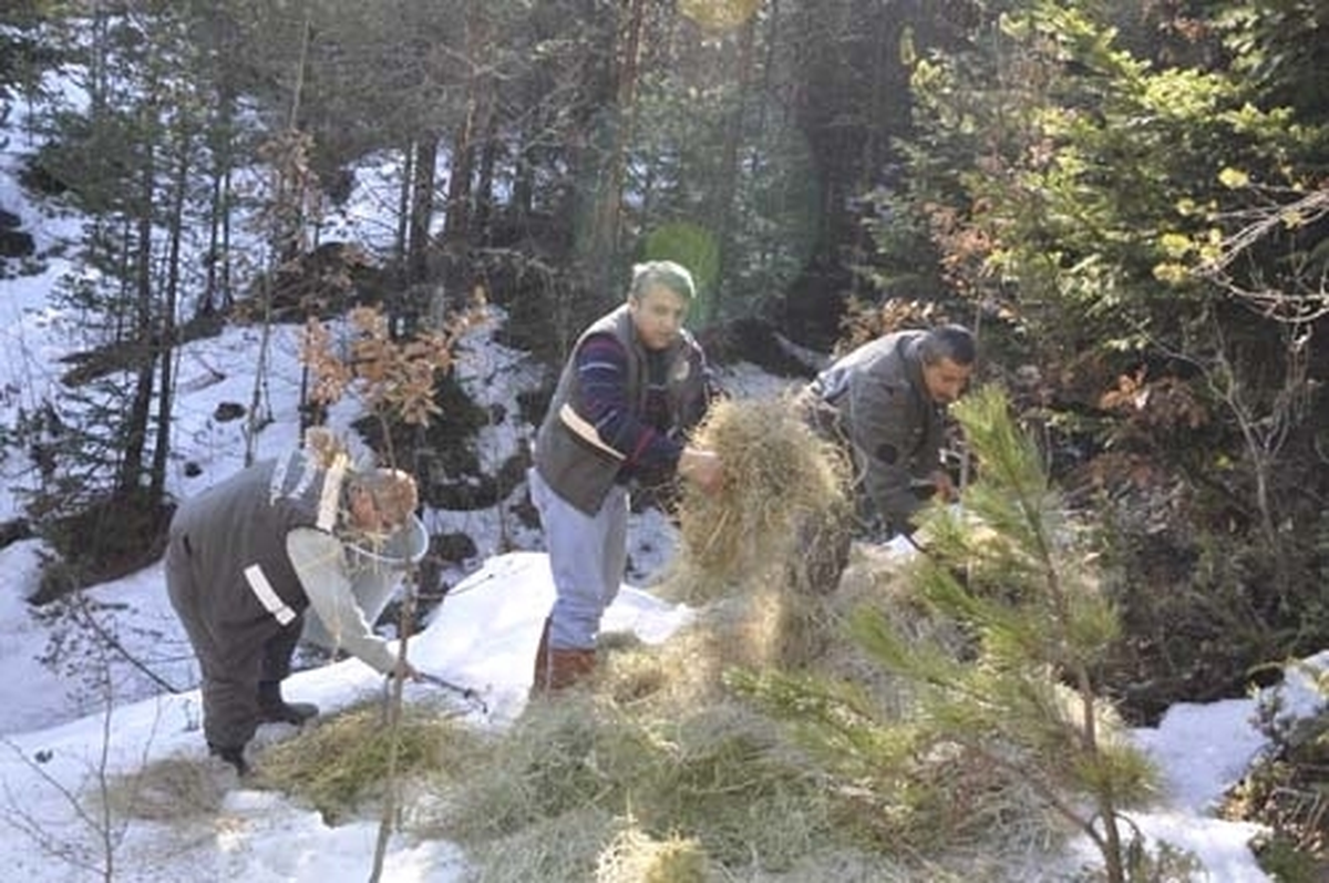 Ilgaz Dağına Yaban Hayvanları İçin Yem Bırakıldı