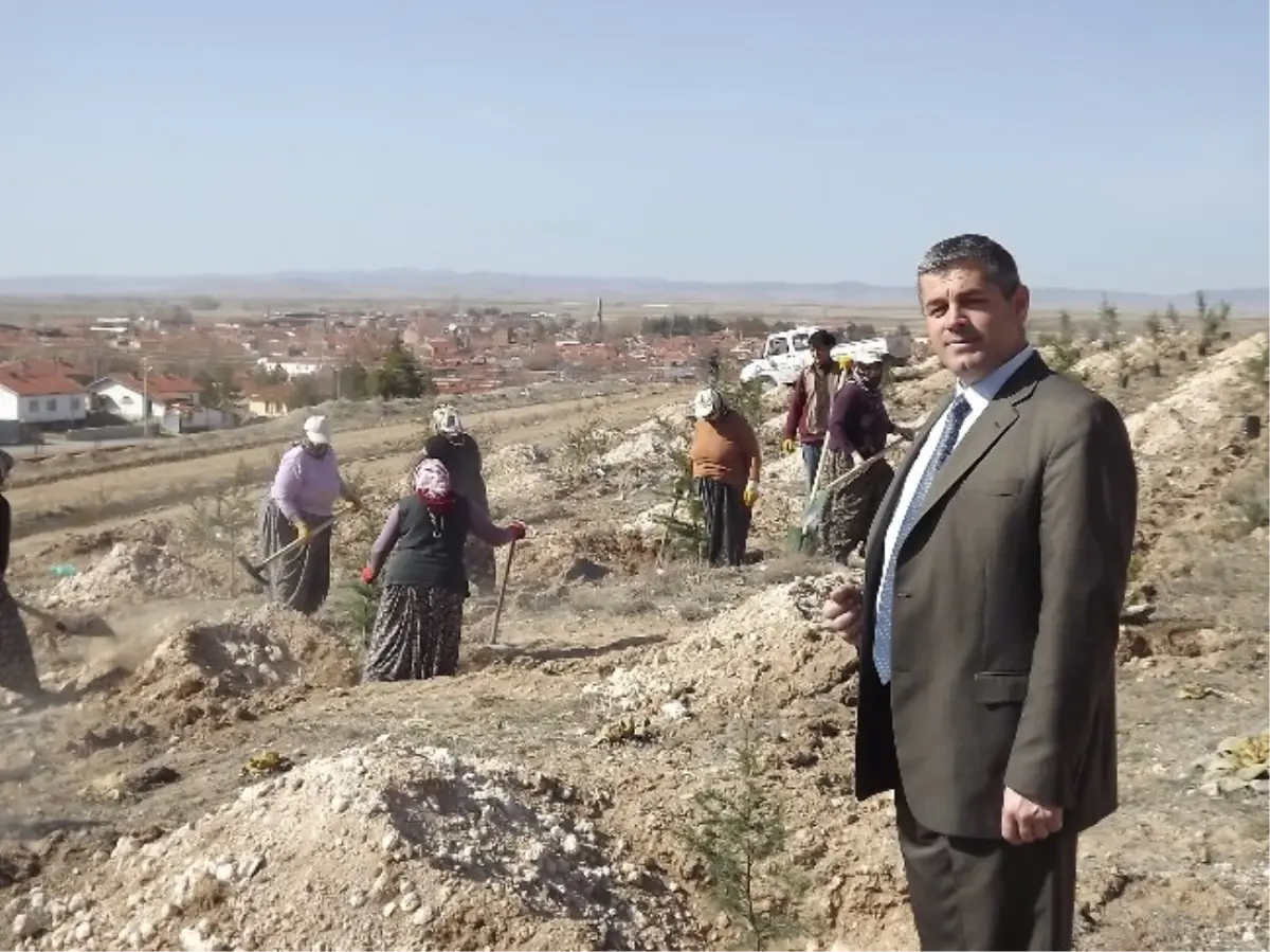 Kırkkız Dağlarına 3 Yılda 215 Bin Çam Fidanı