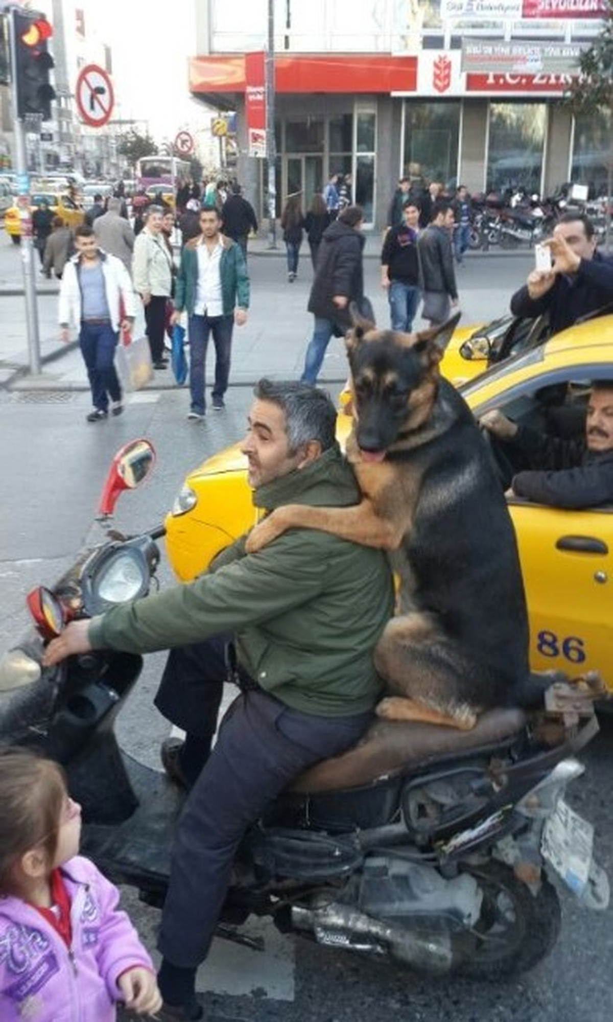 Köpeğin Motosiklet ile İstanbul Keyfi