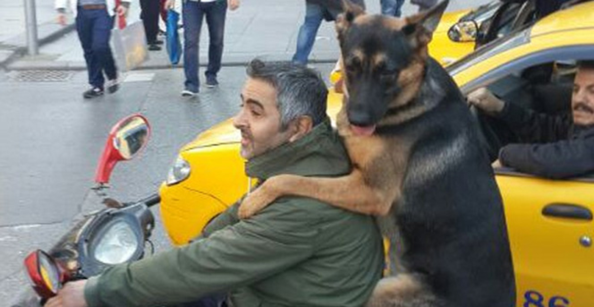 Köpeğin Motosikletle İstanbul Keyfi