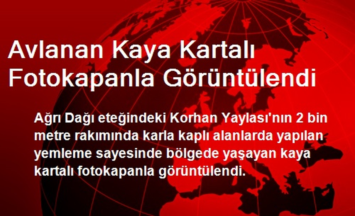 Avlanan Kaya Kartalı Fotokapanla Görüntülendi
