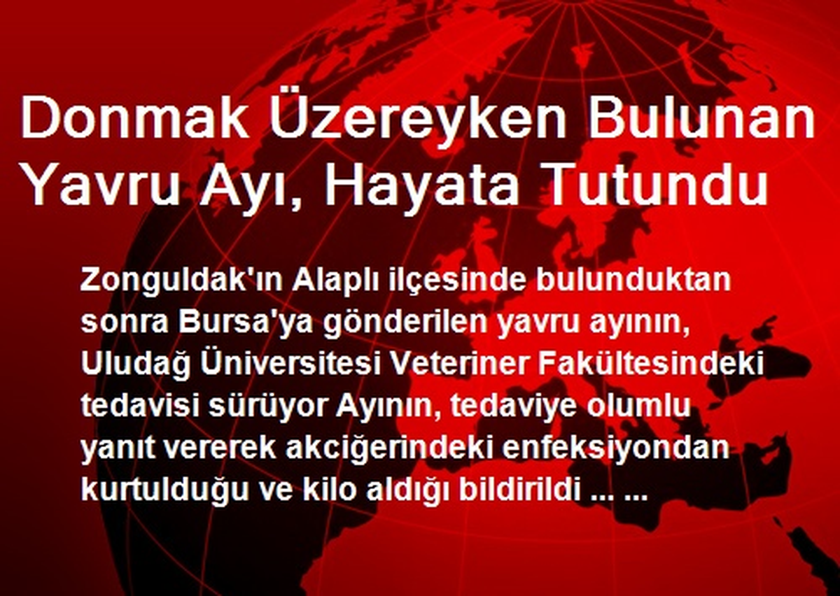 Donmak Üzereyken Bulunan Yavru Ayı, Hayata Tutundu