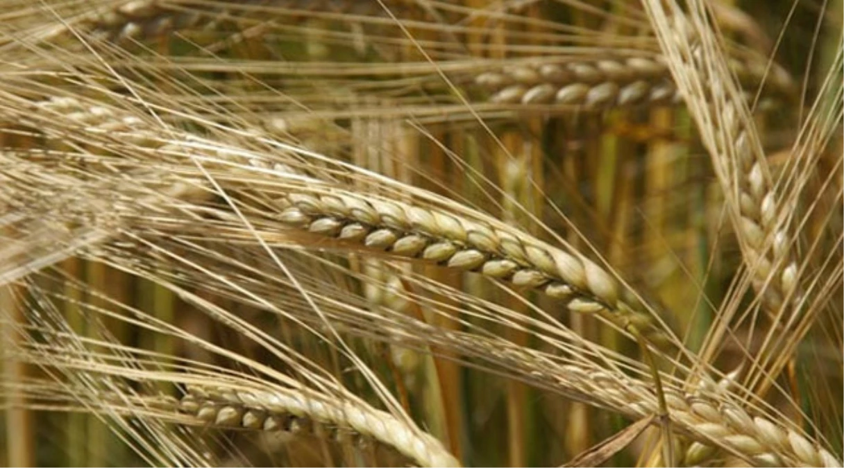 Sivas\'ta Kuraklığa Uygun Buğday Çeşidi Araştırılıyor