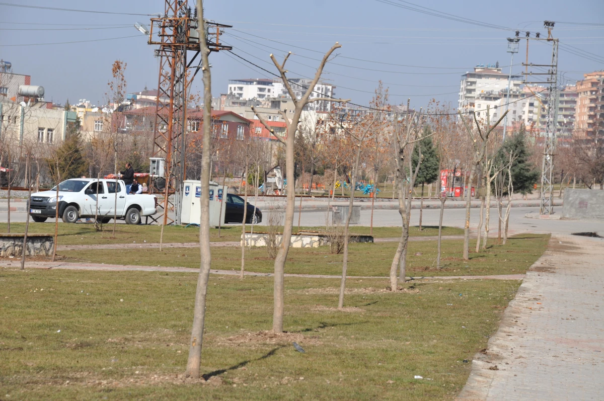 Belediye, Ağaç Seferberliği Başlattı