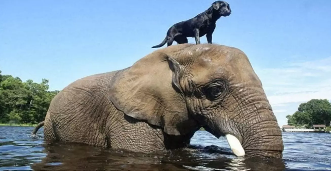 Fil ve Köpeğin Arasındaki Dostluk