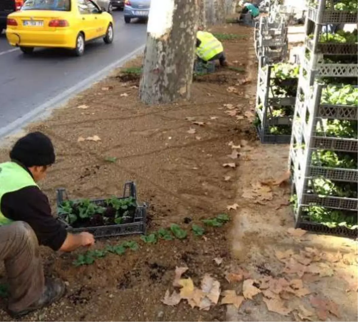 Karasu\'da Ağaçlandırma ve Mevsimlik Çiçek Dikimi Başladı