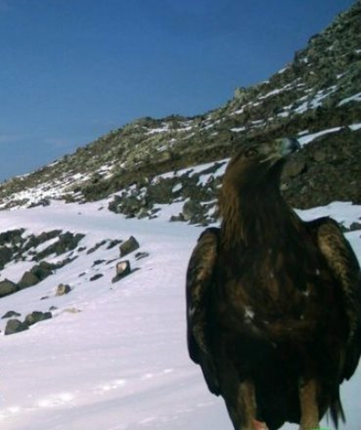 Kaya Kartalı Fotokopanla Görüntülendi