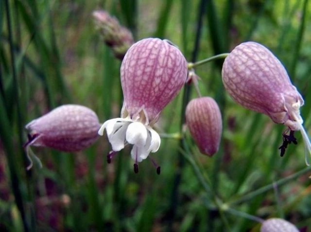 Kaz Dağları'nda 32 Çeşit Endemik Bitki Var - Son Dakika