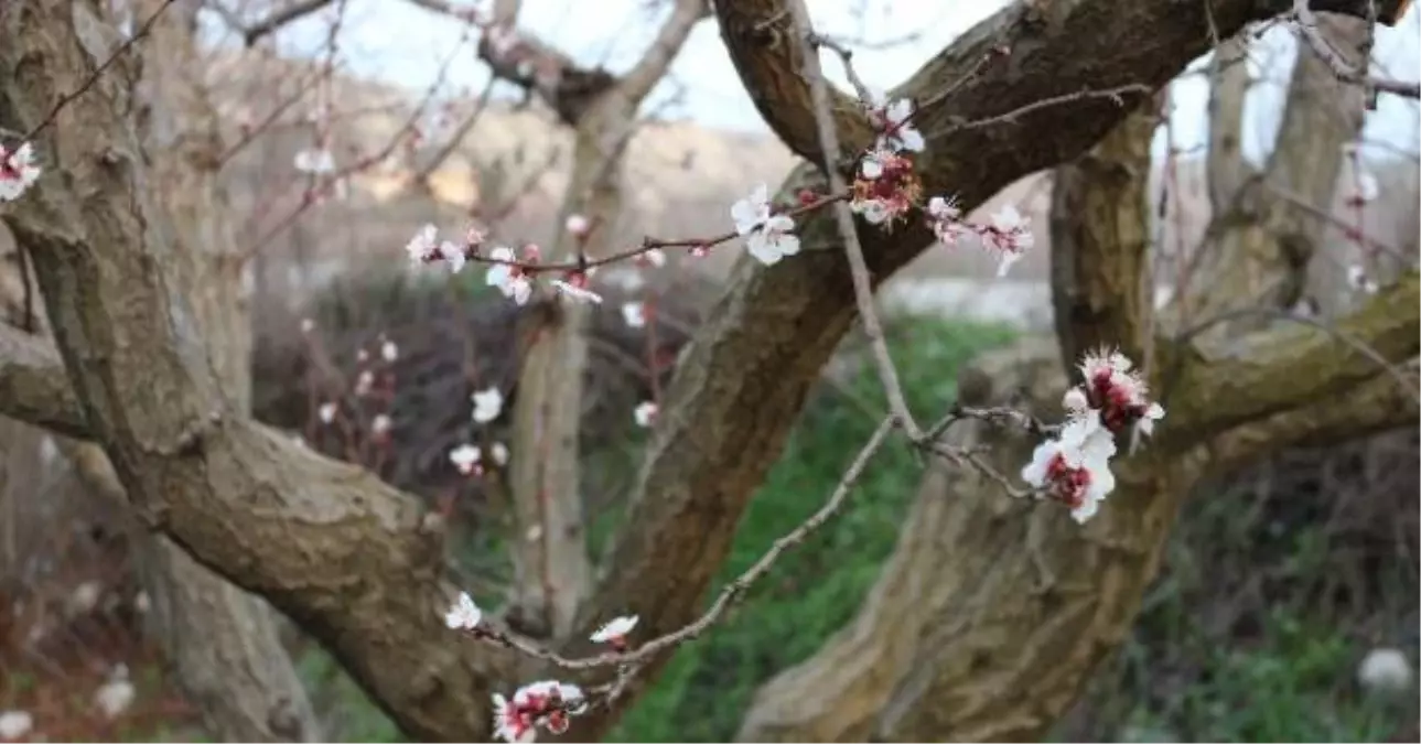 Meyve Ağaçları Bir Ay Erken Çiçek Açtı, Don Riski Arttı