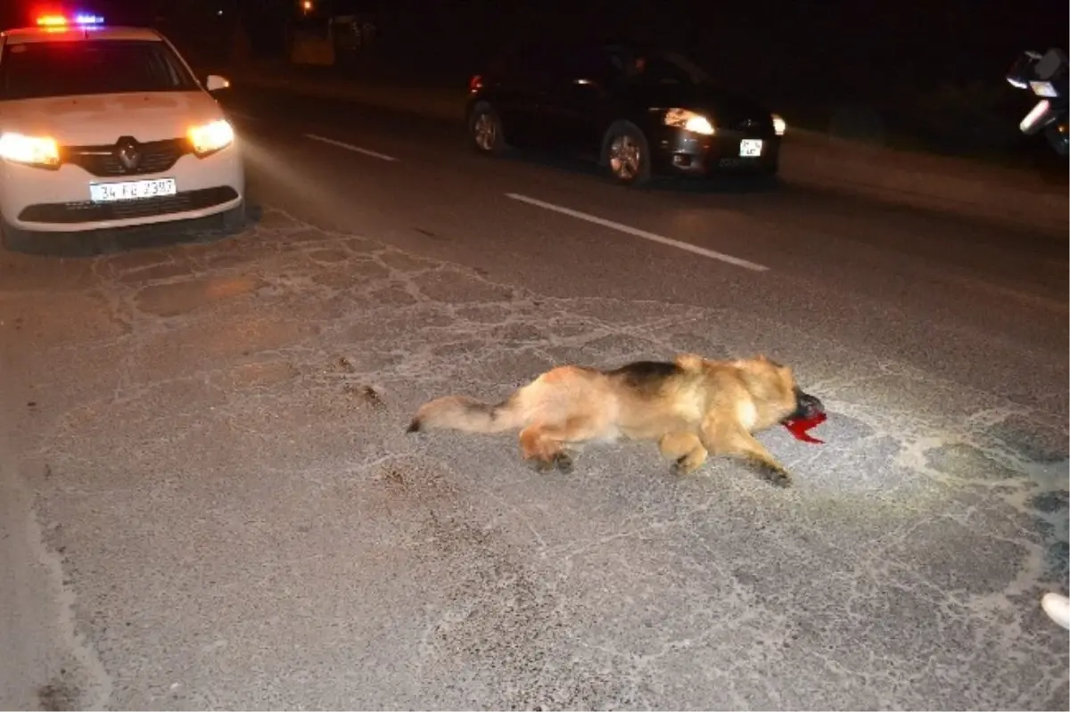 Motosikletin Çarptığı Bekçi Köpeği Öldü