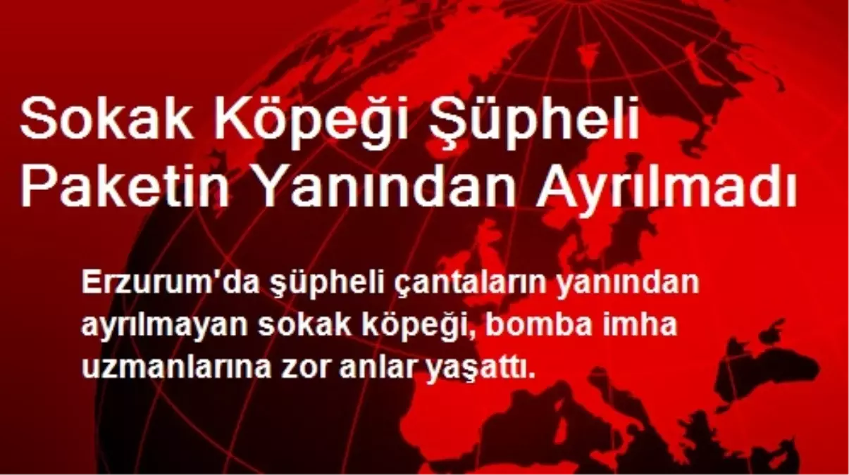 Sokak Köpeği Şüpheli Paketin Yanından Ayrılmadı