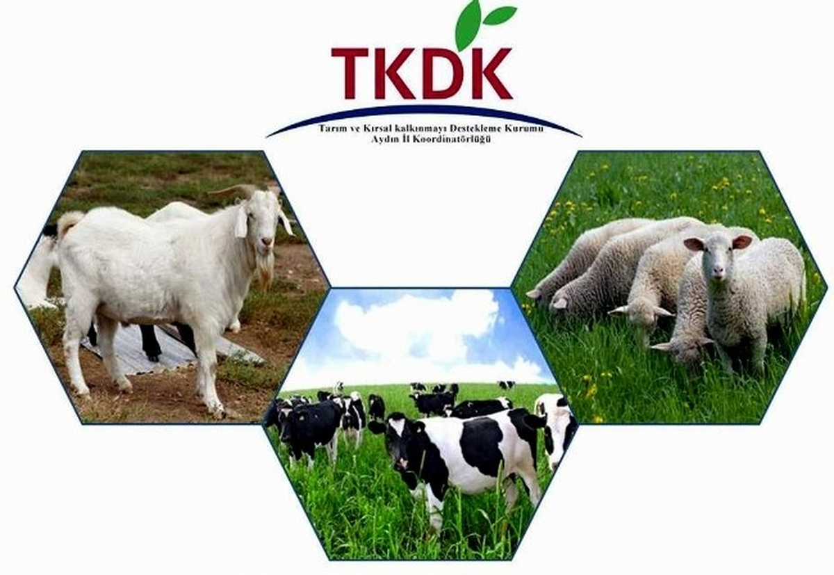 Aydın'da Süt Üretenin Hibe Desteği TKDK'dan