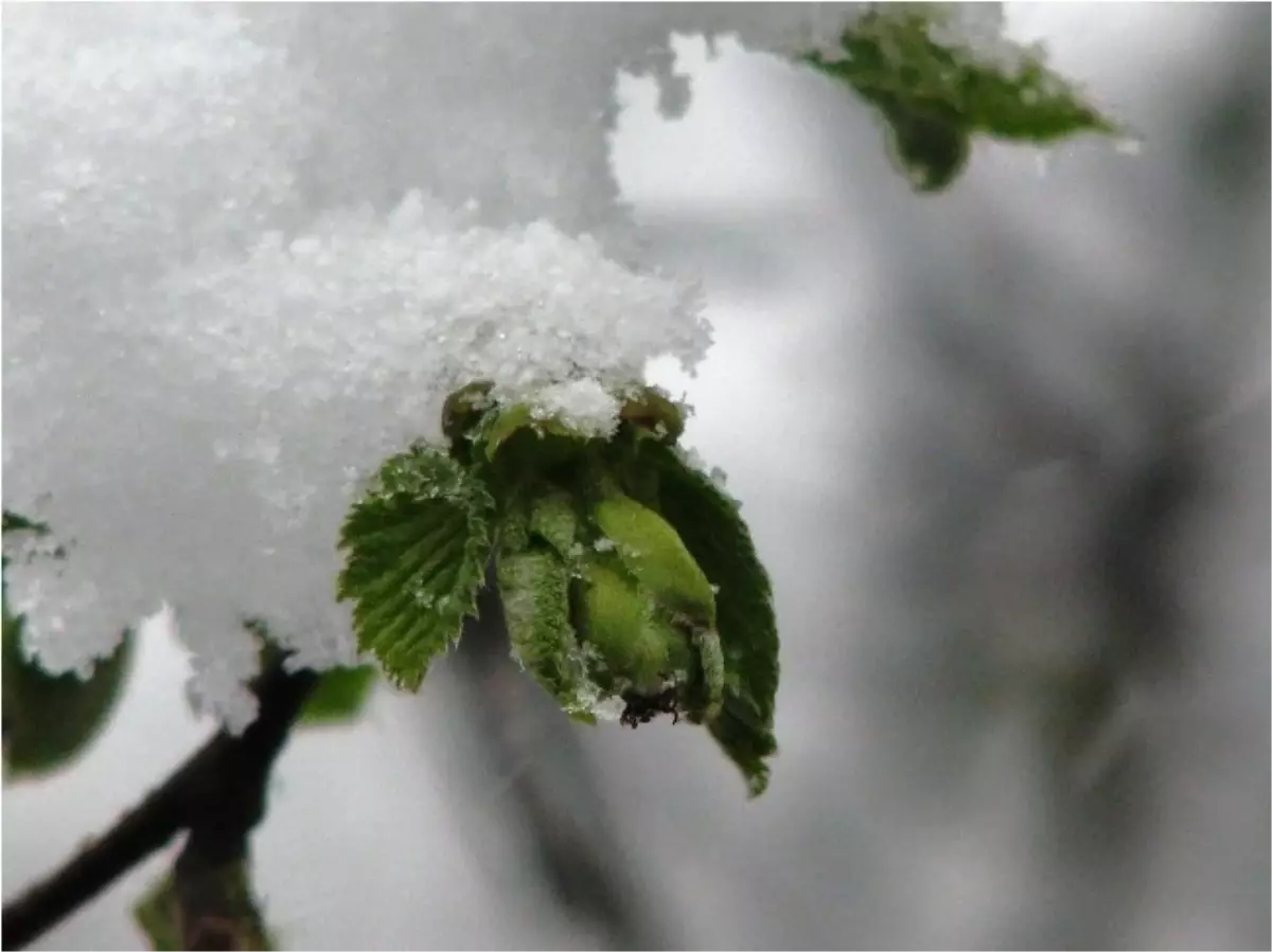 Fındık Üreticisine \'Tarım Sigortası\' Uyarısı