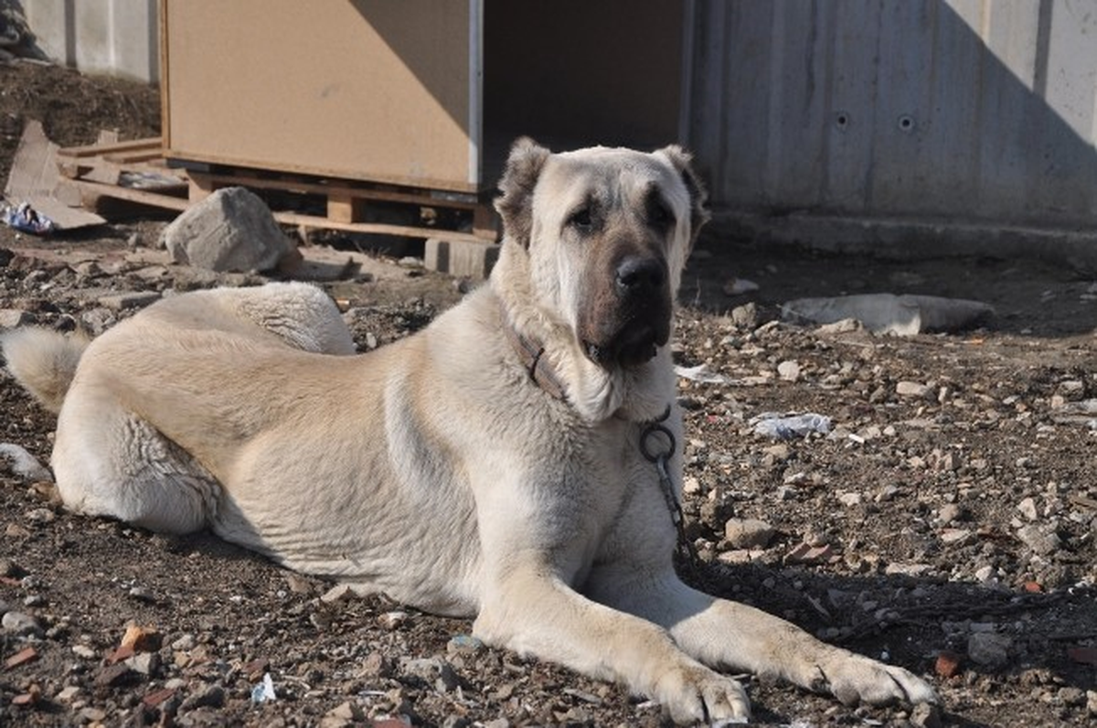 İnegöl\'den Çalınan Kangal Kocaeli\'nde Bulundu