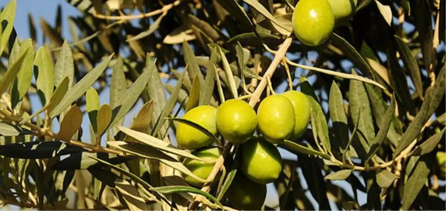 Mersin\'de Zeytin Üreticilerinden Tanıtım Atağı