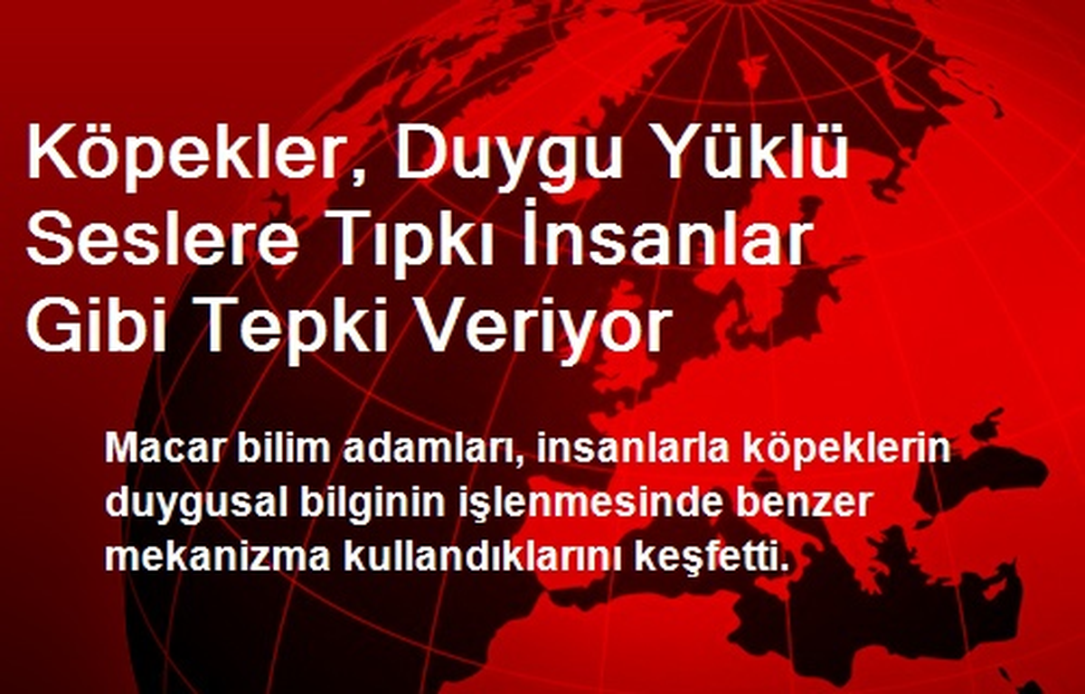 Köpekler, Duygu Yüklü Seslere Tıpkı İnsanlar Gibi Tepki Veriyor