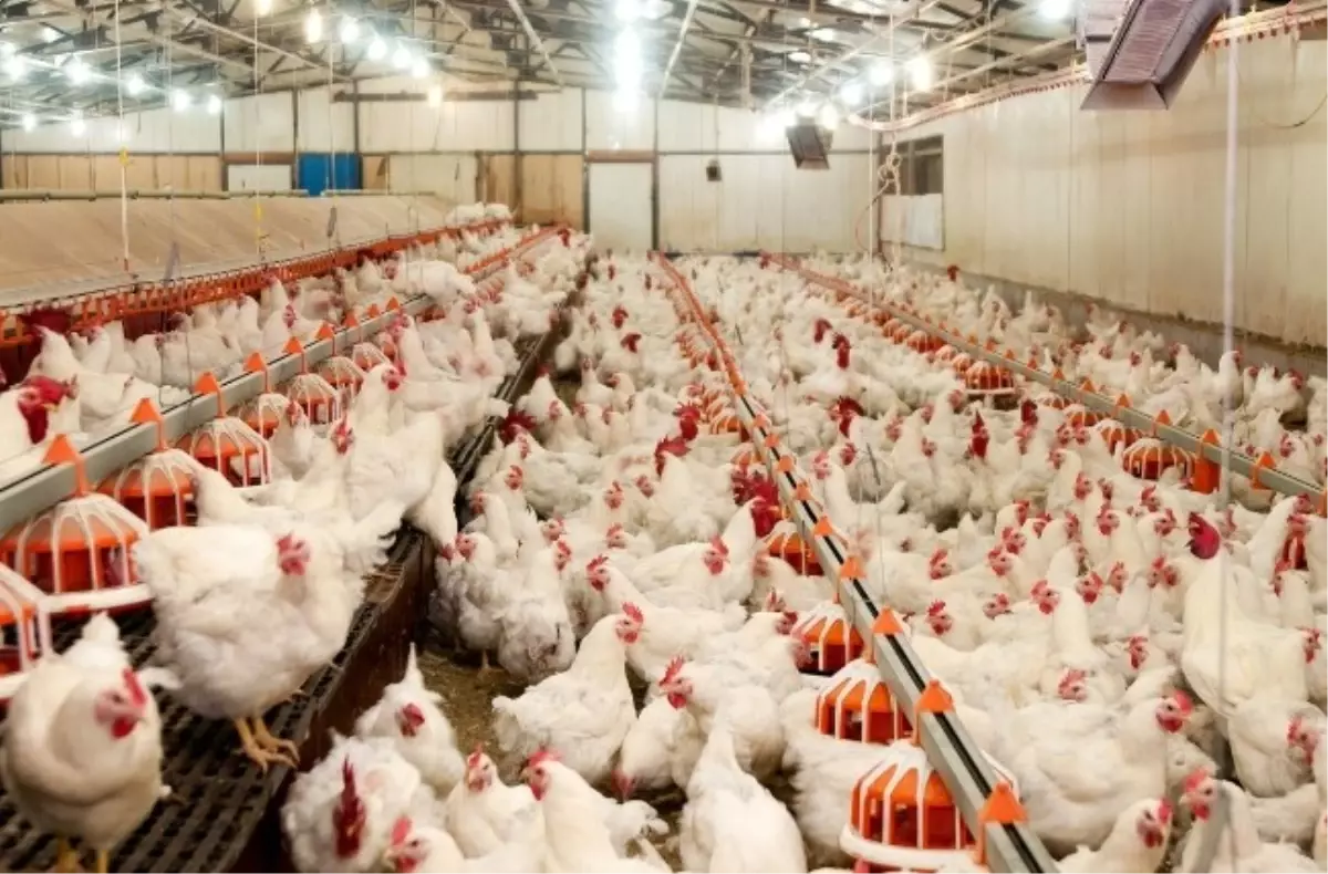 Tavuk Pişirildiği Gün Tüketilmeli