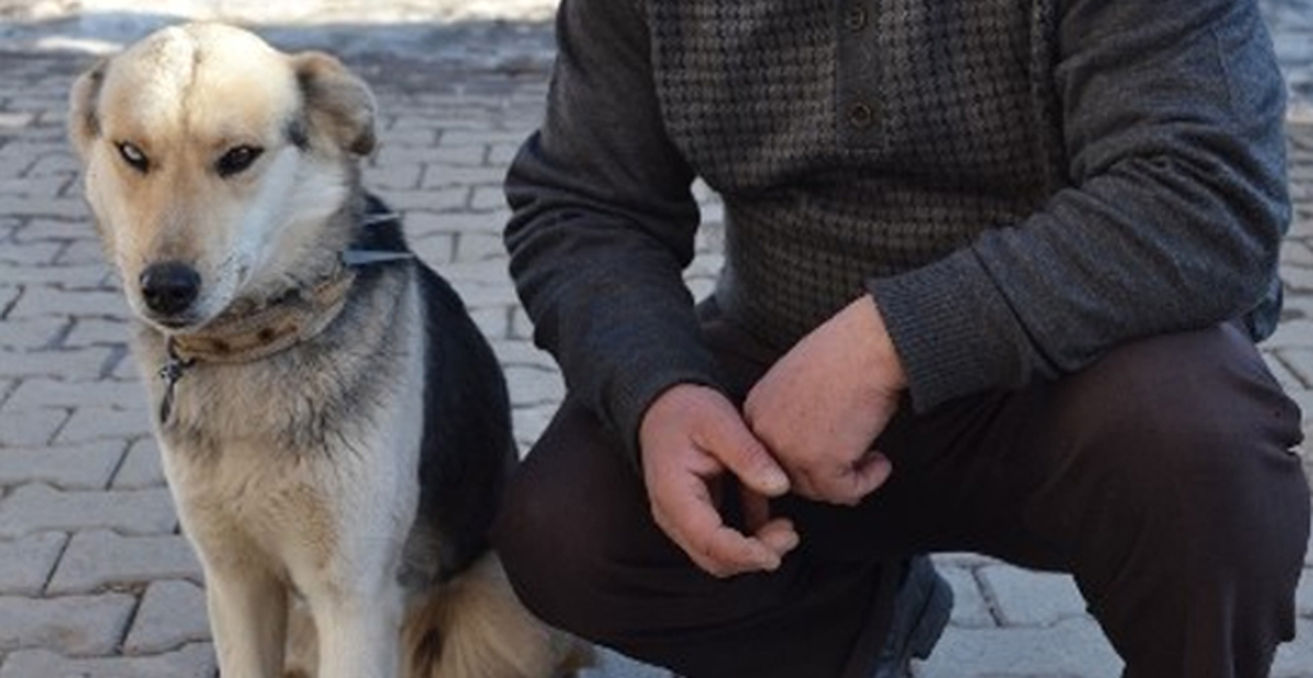 Van Kedisi Görünümlü Köpek