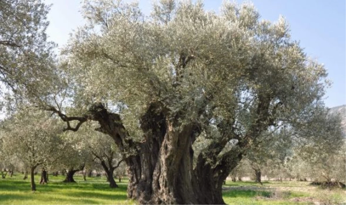 Bodrum\'da bin yıllık zeytin ağaçları tescilleniyor -