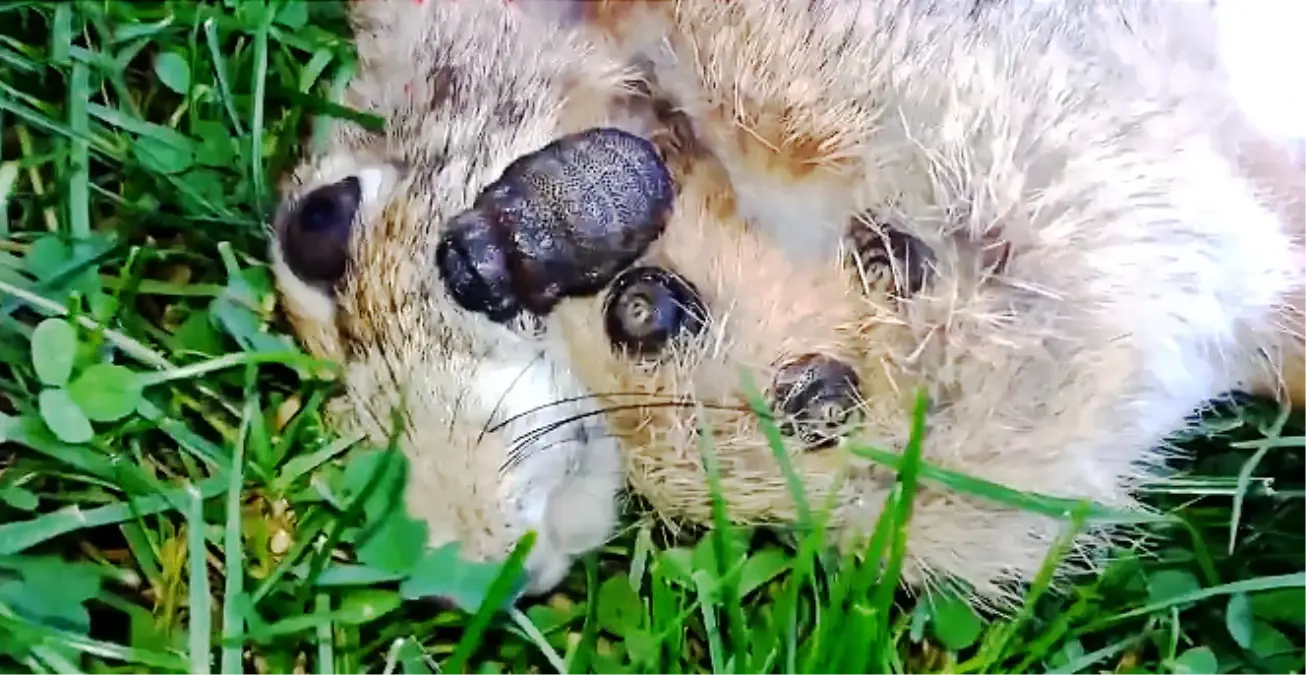 Ölü Tavşanın Vücudundan Kurt Çıktı