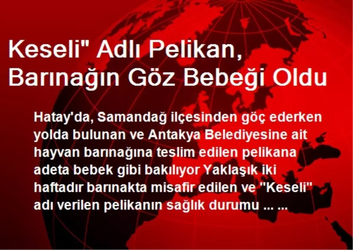 Keseli" Adlı Pelikan, Barınağın Göz Bebeği Oldu