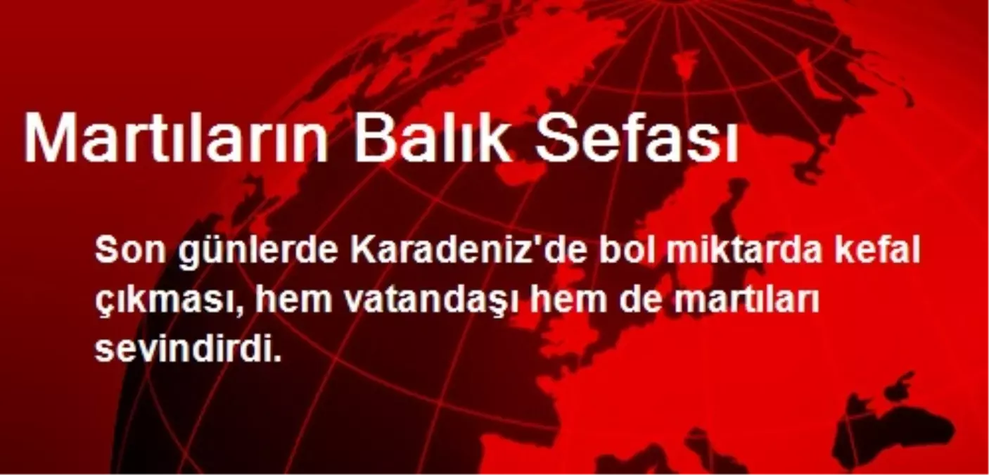 Martıların Balık Sefası