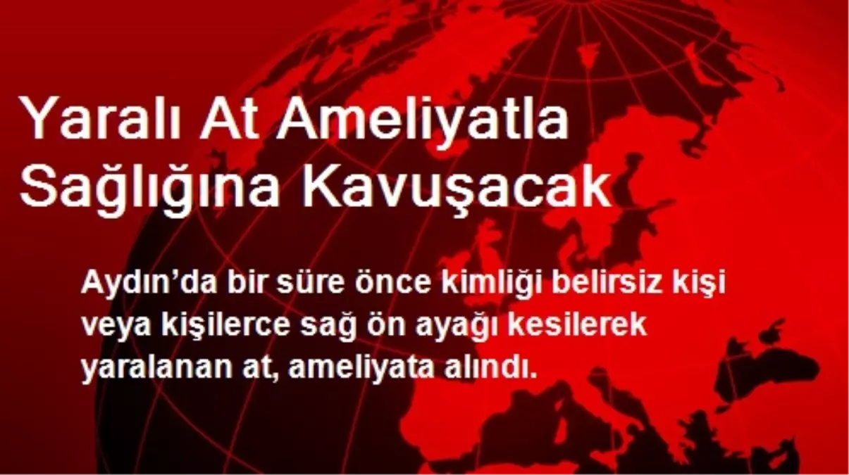 Yaralı At Ameliyatla Sağlığına Kavuşacak