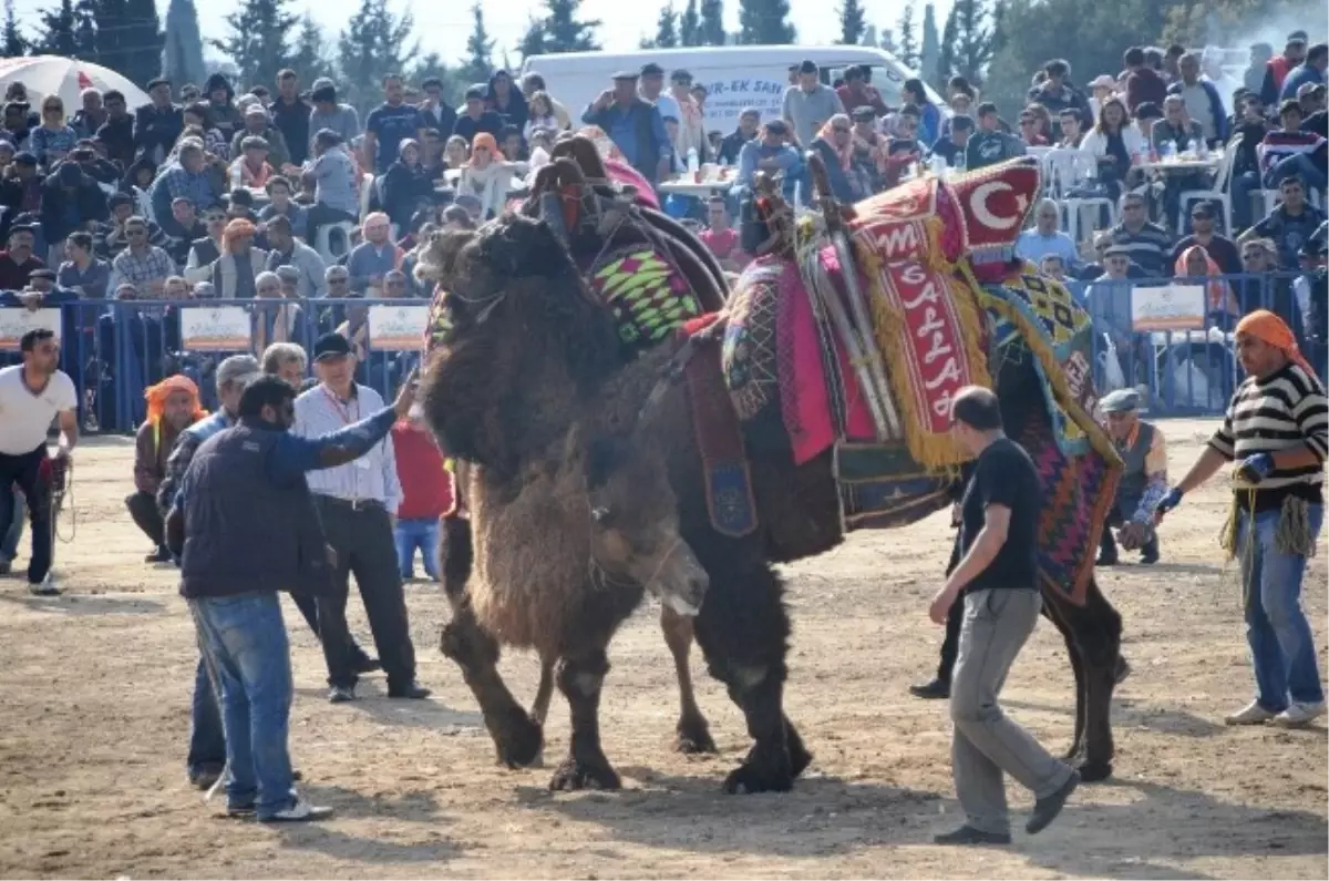 Develer Turgutreis Arenasında Kıyasıya Güreşti