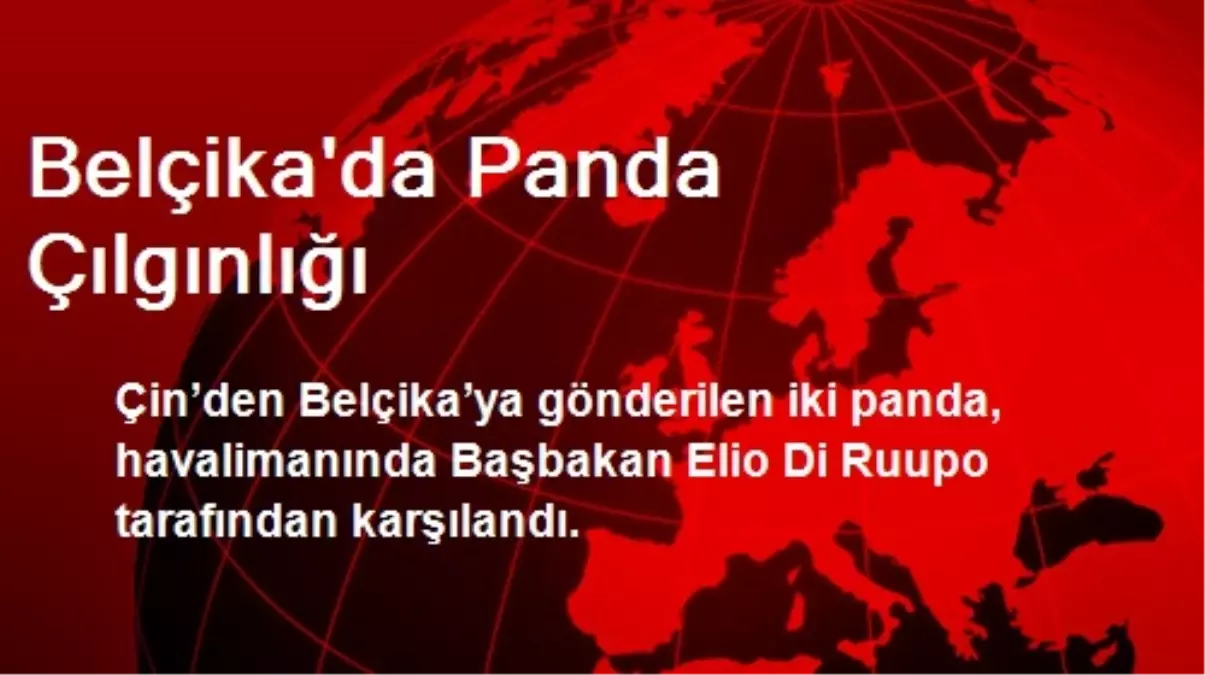 Belçika\'da Panda Çılgınlığı