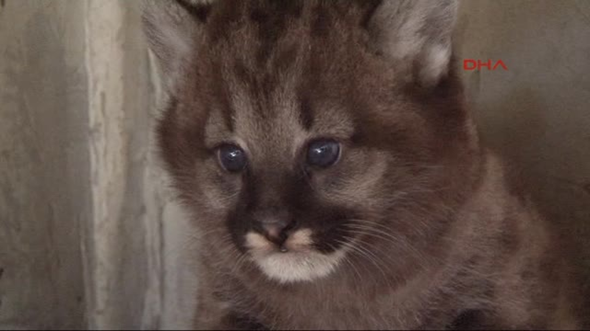 Şila'nın Sevimli Yavrusu