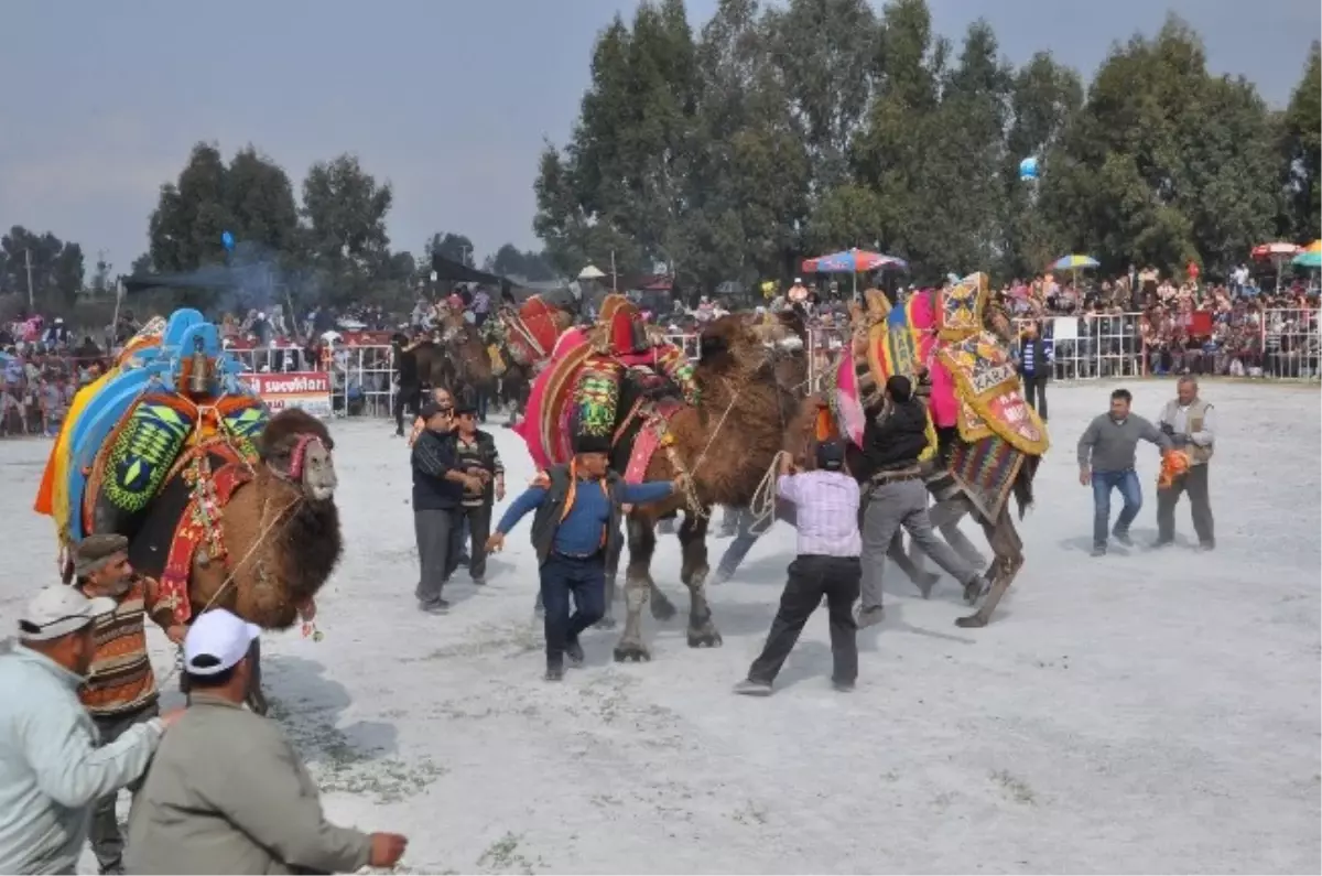 Akyeniköy Belediyesince Düzenlenen Deve Güreşleri Büyük İlgi Gördü