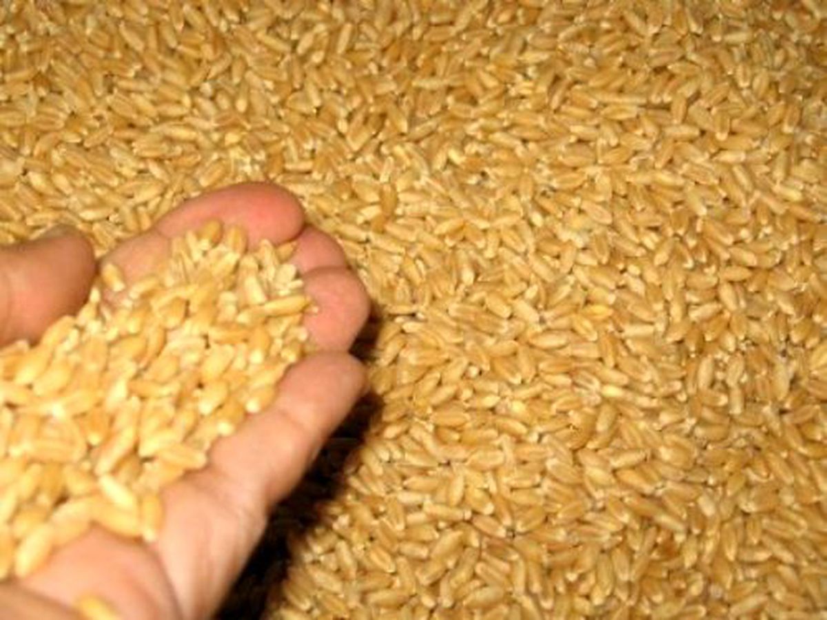 Erzurum Ticaret Borsasında Buğdayın Kilosu 0,97 Lira