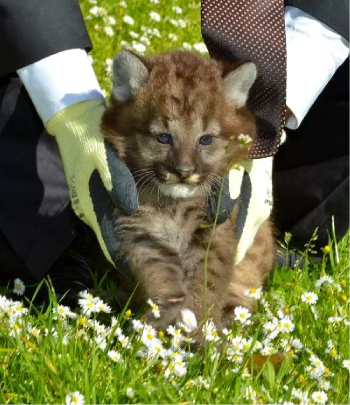 İzmir\'de13 Yılda Kedi Türleri Arasındaki İlk Doğum