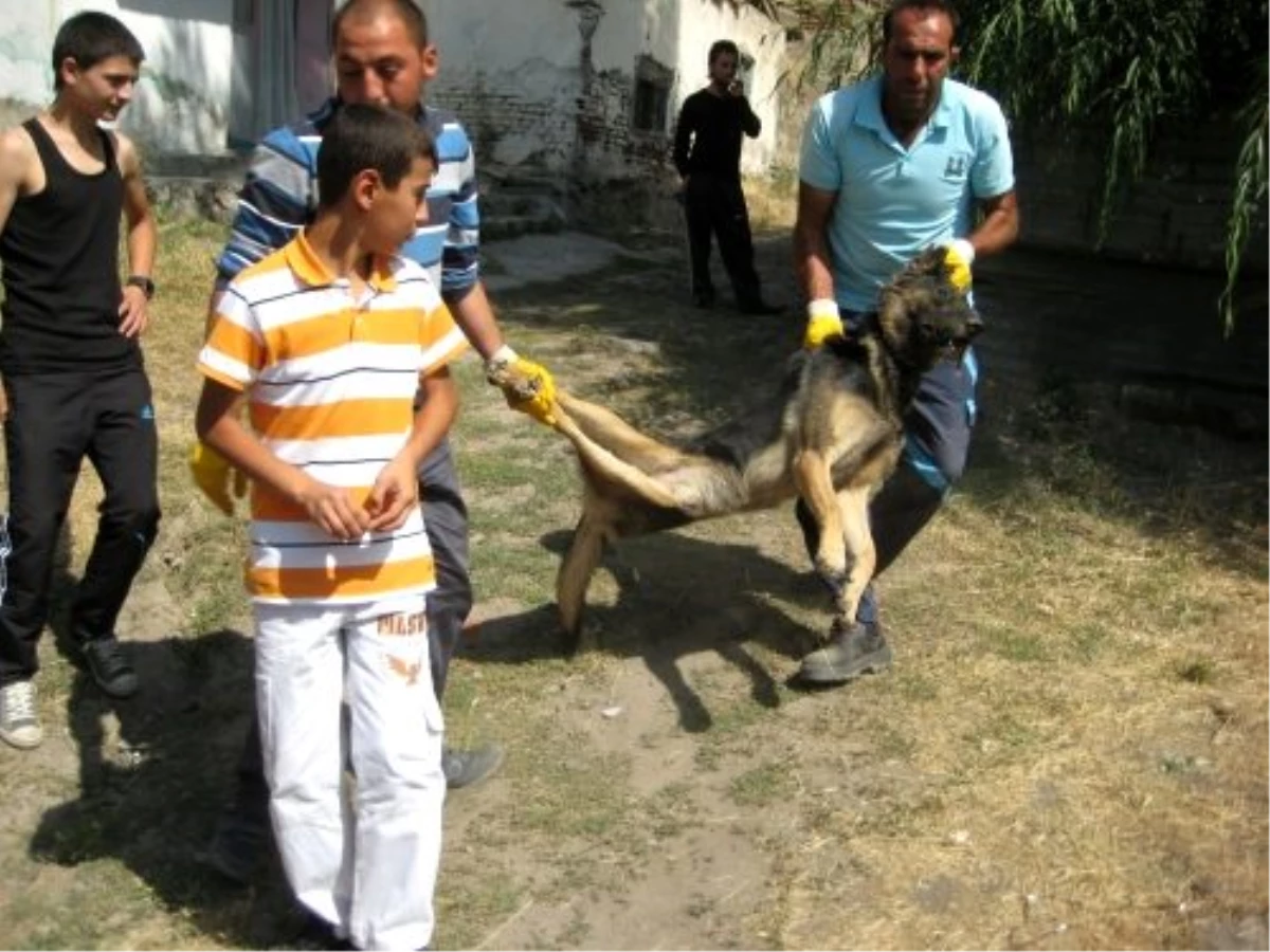 Çivril\'de Sahipsiz Köpeklerin İtlaf Edildiği İddiası