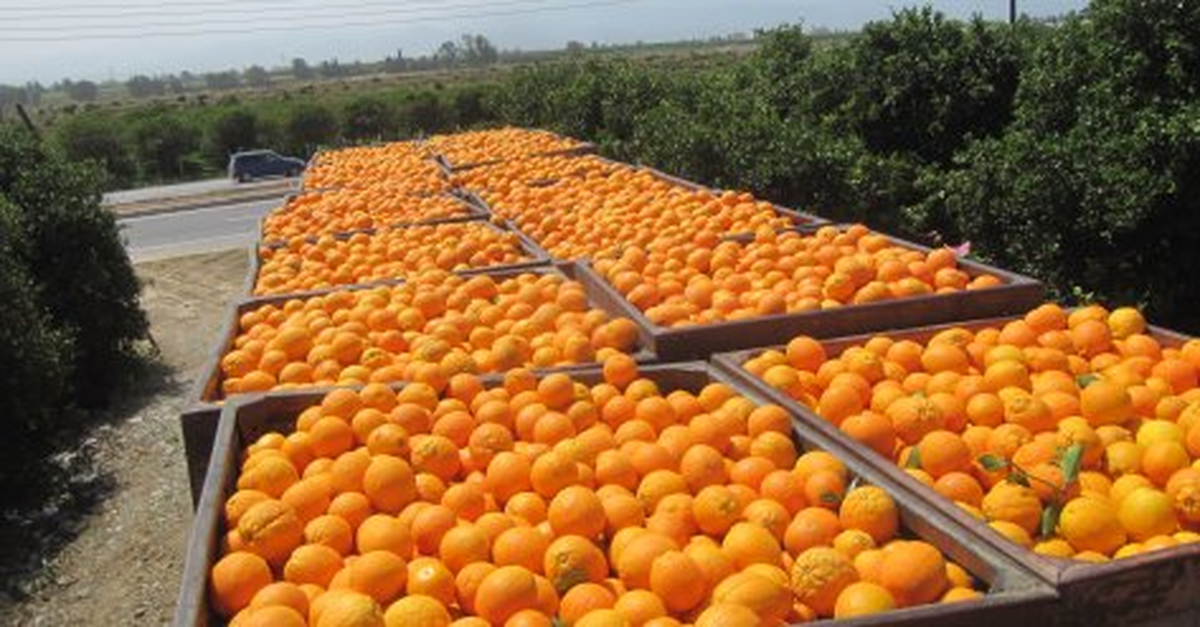 Narenciye Üreticisi Sezonu Kötü Kapattı
