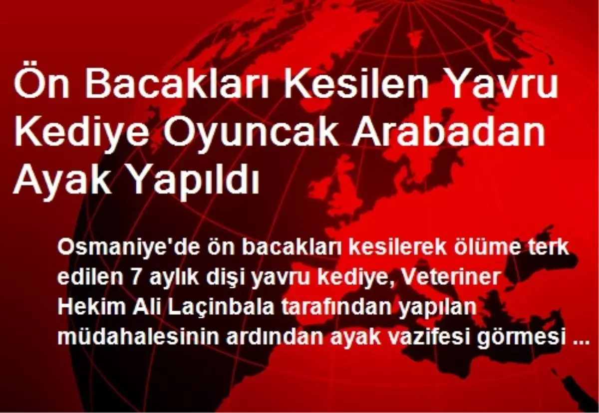 Ön Bacakları Kesilen Yavru Kediye Oyuncak Arabadan Ayak Yapıldı