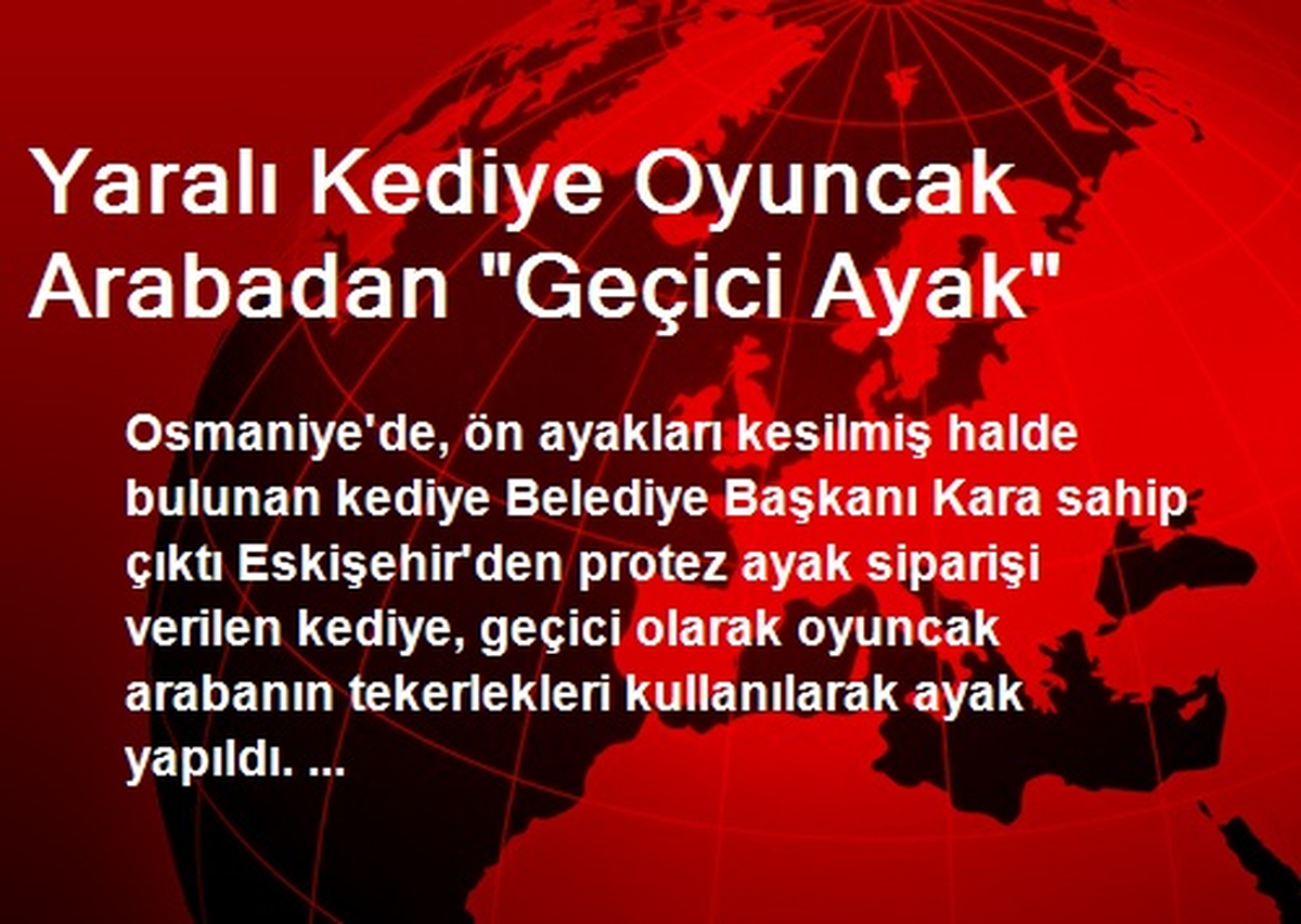 Yaralı Kediye Oyuncak Arabadan "Geçici Ayak"