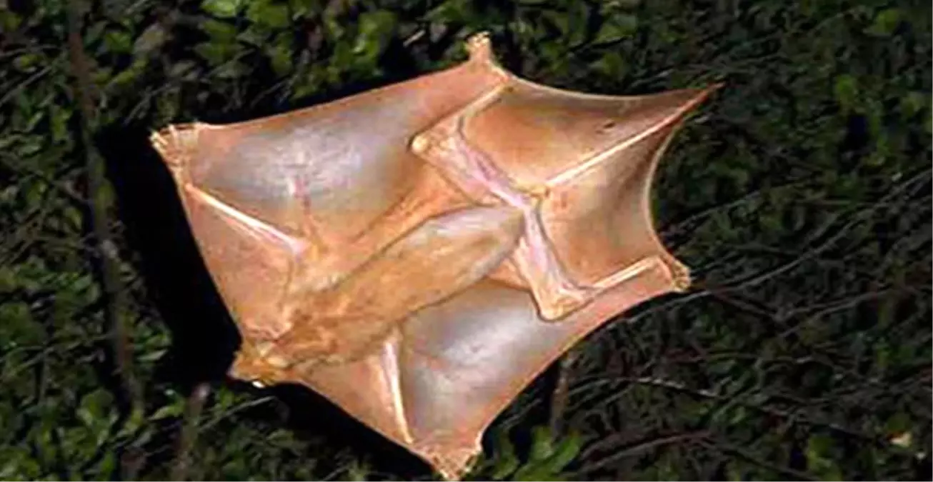 Uçabilen 10 İlginç Hayvan Türü