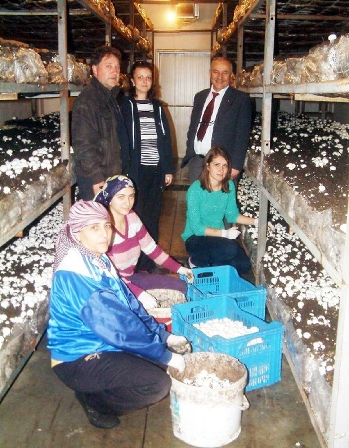 Burhaniye\'de Mantar Üretimine Kadın Eli