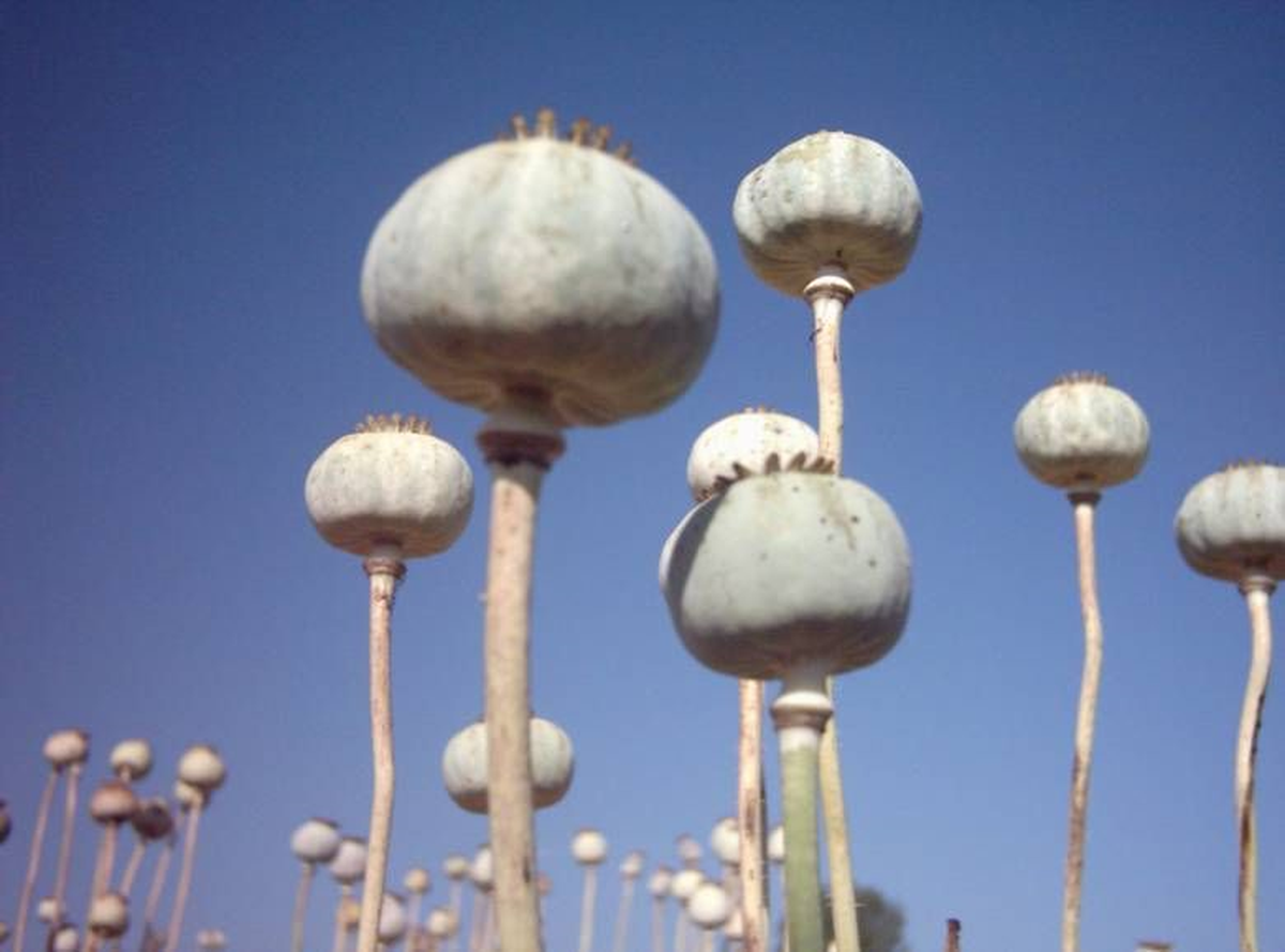 Haşhaş Kapsülü Alım Ödemeleri