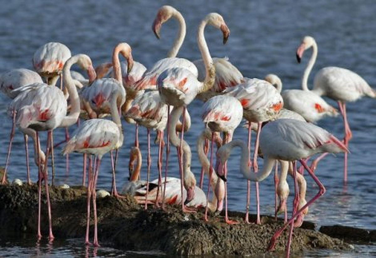 İzmir Kuş Cenneti Yavru Flamingolara Hazır