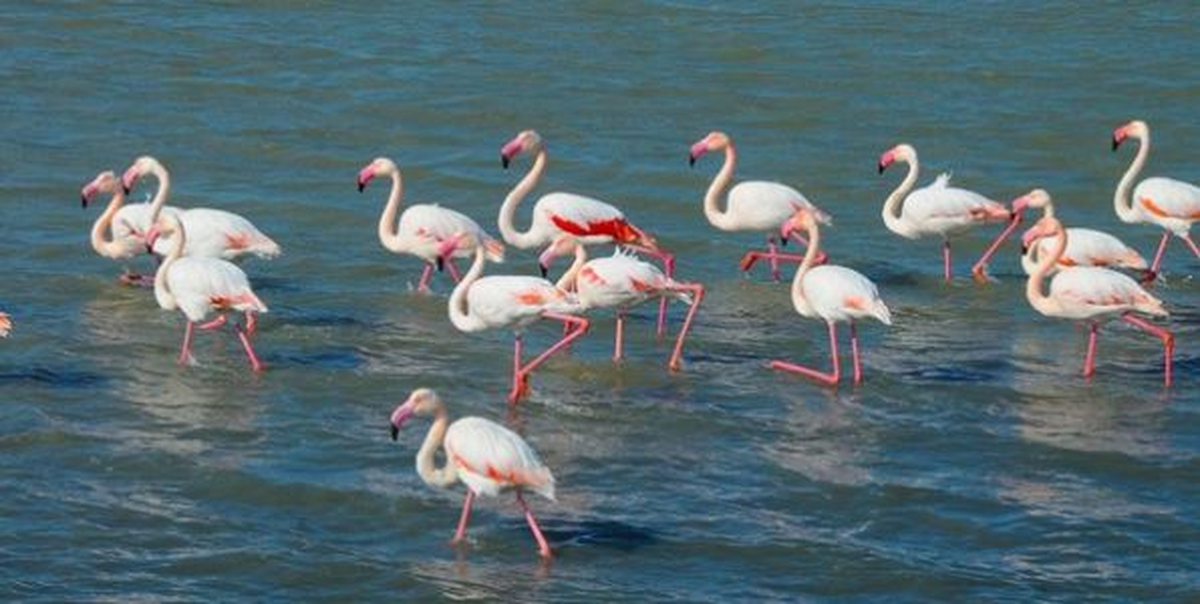 İzmir Kuşcenneti\'nde Flamingo Seferberliği